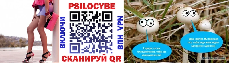 Купить где  Саки  Псилоцибиновые грибы Psilocybe 